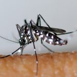 La lutte contre l’introduction du zika en Guyane est l’affaire de tous